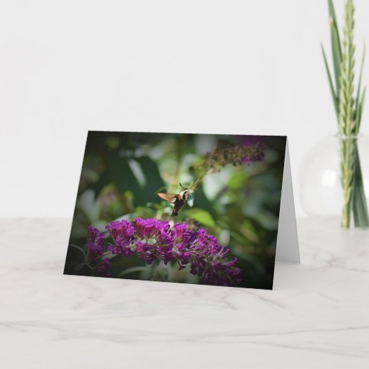 Hummingbird Moth, Karte (Vorderseite)