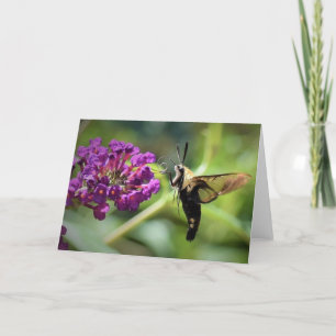 Hummingbird Moth, Karte