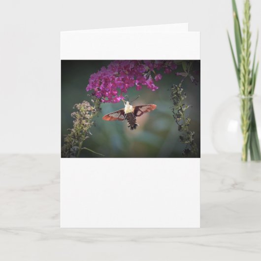 Hummingbird Moth, Karte (Vorderseite)