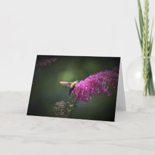 Hummingbird Moth, Karte