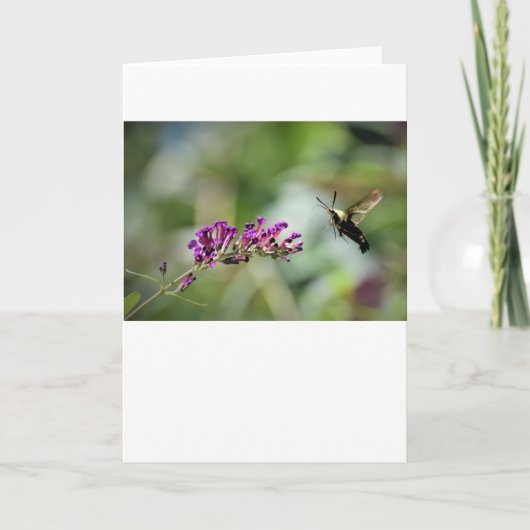 Hummingbird Moth, Karte (Vorderseite)