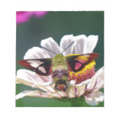 Hummingbird Moth Notizblock (Vorderseite)
