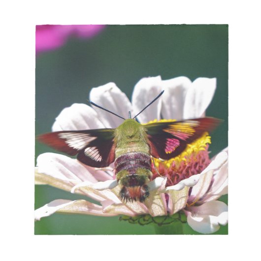 Hummingbird Moth Notizblock (Vorderseite)
