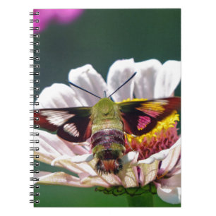 Hummingbird Moth Notizblock