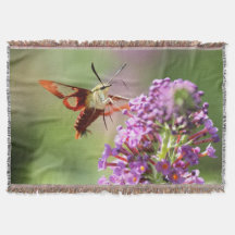 Hummingbird Moth on Butterfly Bush