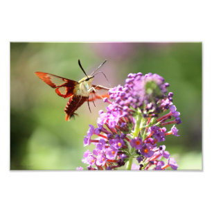 Hummingbird Moth on Butterfly Bush Fotodruck