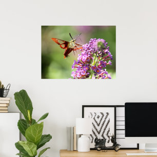 Hummingbird Moth on Butterfly Bush Poster