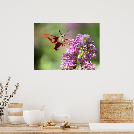 Hummingbird Moth on Butterfly Bush Poster (Küche)