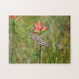 Hummingbird Moth on Indian Paintbrush Wildblume Puzzle