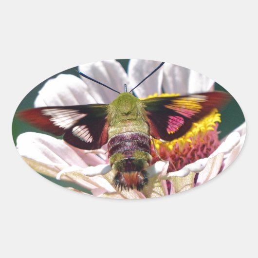 Hummingbird Moth Ovaler Aufkleber (Vorderseite)
