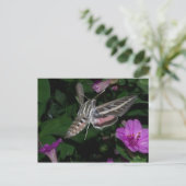 HUMMINGBIRD MOTH POSTCARD 2 POSTKARTE (Stehend Vorderseite)