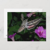 HUMMINGBIRD MOTH POSTCARD 2 POSTKARTE (Vorne/Hinten)
