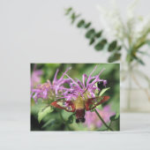 Hummingbird Moth Postcard Postkarte (Stehend Vorderseite)