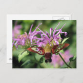 Hummingbird Moth Postcard Postkarte (Vorne/Hinten)