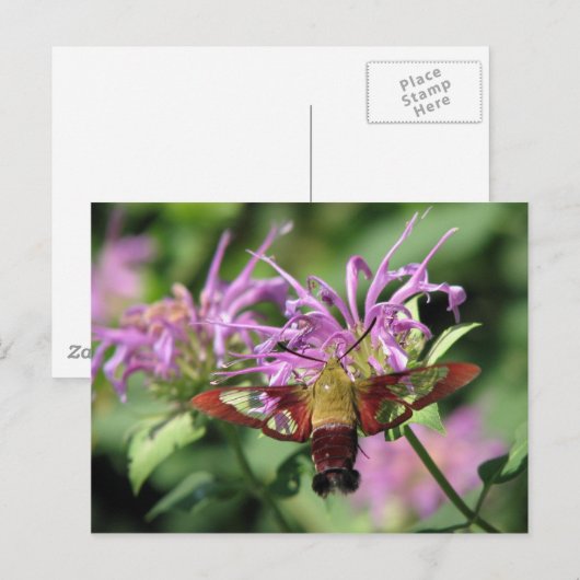 Hummingbird Moth Postcard Postkarte (Vorne/Hinten)