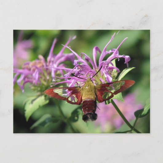 Hummingbird Moth Postcard Postkarte (Vorderseite)