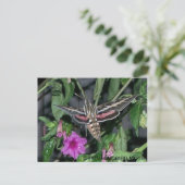 HUMMINGBIRD MOTH POSTCARD POSTKARTE (Stehend Vorderseite)