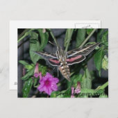 HUMMINGBIRD MOTH POSTCARD POSTKARTE (Vorne/Hinten)
