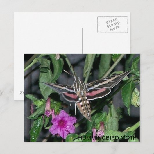 HUMMINGBIRD MOTH POSTCARD POSTKARTE (Vorne/Hinten)