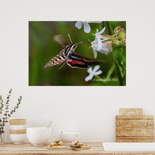Hummingbird Moth Poster (Küche)