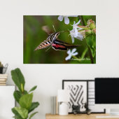 Hummingbird Moth Poster (Heimbüro)