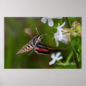 Hummingbird Moth Poster (Vorne)