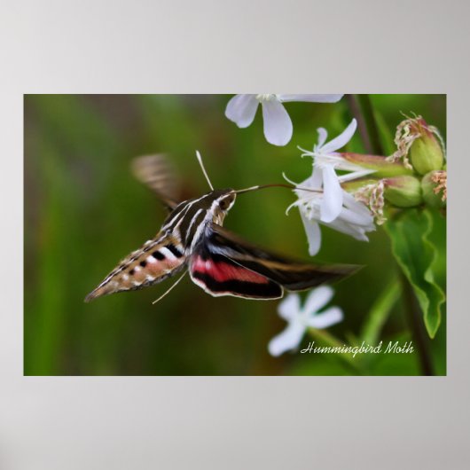 Hummingbird Moth Poster (Vorne)