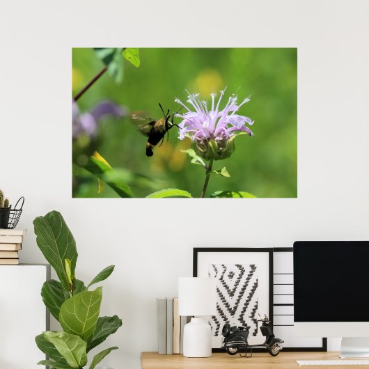Hummingbird Moth Poster (Heimbüro)