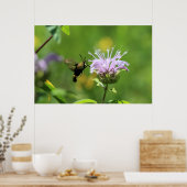 Hummingbird Moth Poster (Küche)