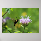 Hummingbird Moth Poster (Vorne)
