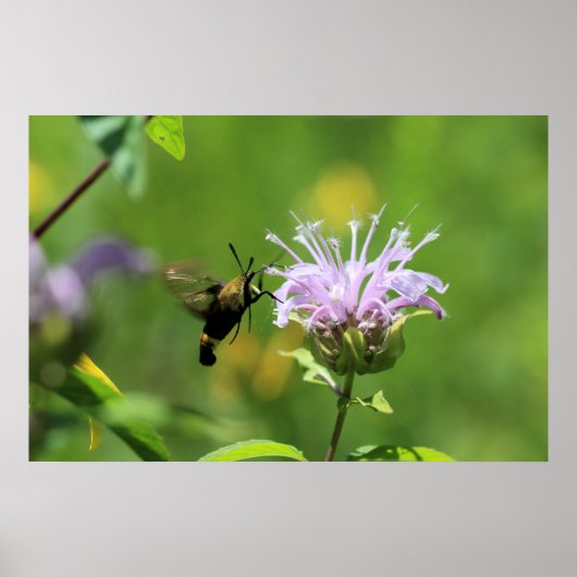 Hummingbird Moth Poster (Vorne)