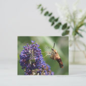 Hummingbird Moth Postkarte (Stehend Vorderseite)