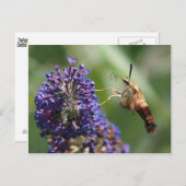 Hummingbird Moth Postkarte (Vorne/Hinten)