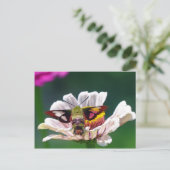 Hummingbird Moth Postkarte (Stehend Vorderseite)