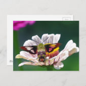 Hummingbird Moth Postkarte (Vorne/Hinten)