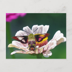 Hummingbird Moth Postkarte