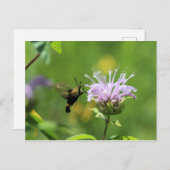 Hummingbird Moth Postkarte (Vorne/Hinten)