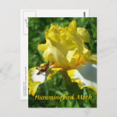 HUMMINGBIRD MOTH POSTKARTE (Vorne/Hinten)