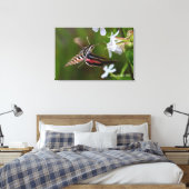 Hummingbird Moth Premium Wrapped Canvas Leinwanddruck (Insitu (Schlafzimmer))