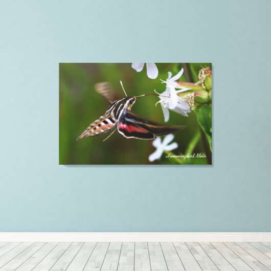 Hummingbird Moth Premium Wrapped Canvas Leinwanddruck (Insitu (Holzboden))