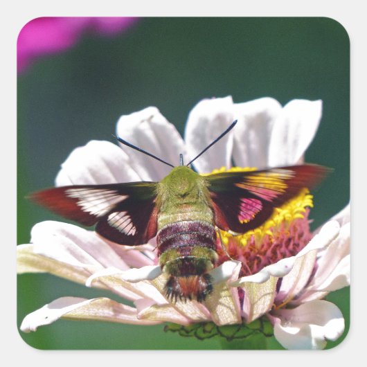 Hummingbird Moth Quadratischer Aufkleber (Vorderseite)