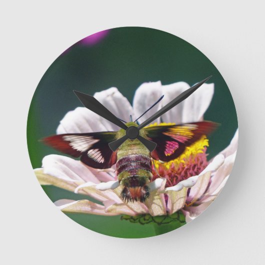 Hummingbird Moth Runde Wanduhr (Vorderseite)