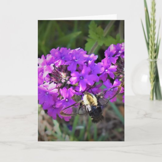 Hummingbird Moth & Verbena, Karte (Vorderseite)
