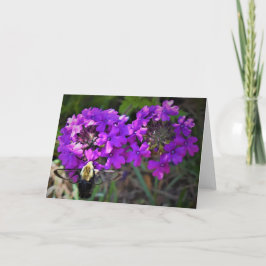 Hummingbird Moth & Verbena, Karte