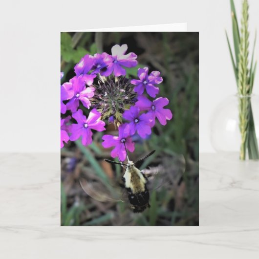 Hummingbird Moth & Verbena, Karte (Vorderseite)