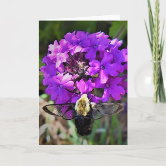 Hummingbird Moth & Verbena, Karte (Vorderseite)
