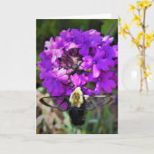 Hummingbird Moth & Verbena, Karte (Gelbe Blume)