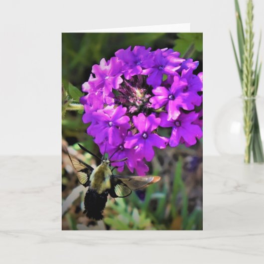 Hummingbird Moth & Verbena, Karte (Vorderseite)