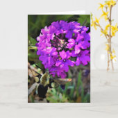 Hummingbird Moth & Verbena, Karte (Gelbe Blume)