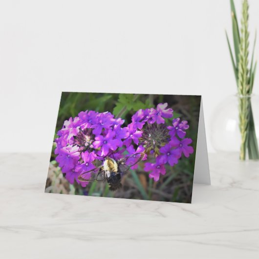 Hummingbird Moth & Verbena, Karte (Vorderseite)